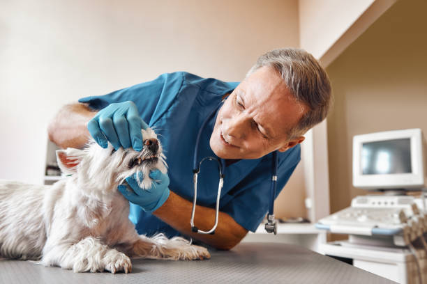 Best Emergency X-Rays and Diagnostics in West University Place, TX